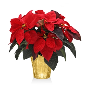 Poinsettia Plant  