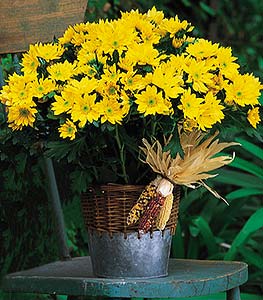 Cushion Mum Plant (colors vary) 